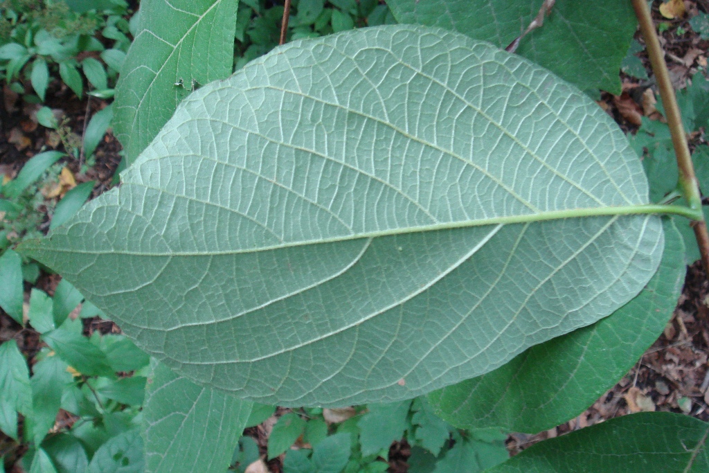 Image of Styrax obassia specimen.