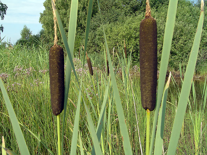 Image of Typha latifolia specimen.