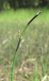 Equisetum variegatum