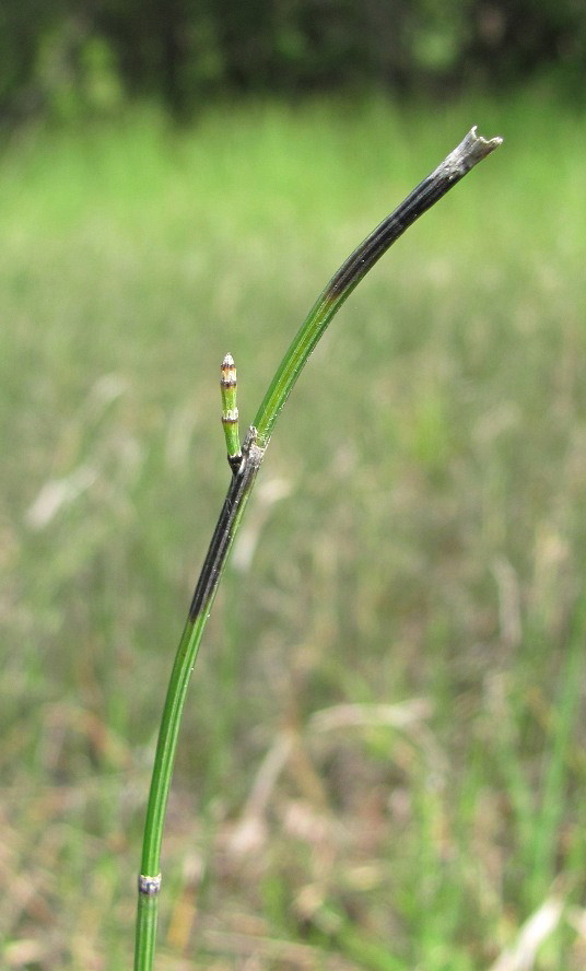 Изображение особи Equisetum variegatum.