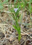 Nigella integrifolia. Цветущее растение. Казахстан, Кызылординская обл., Жанакорганский р-н, предгорья хр. Каратау у пос. Кайнарбулак. 28.04.2011.