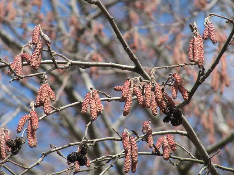 Изображение особи Alnus incana.