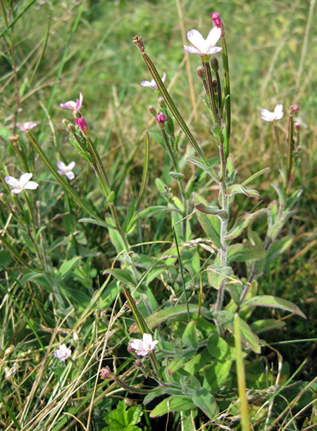 Изображение особи Epilobium parviflorum.