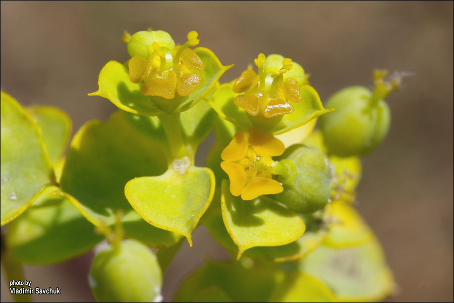 Изображение особи Euphorbia stepposa.