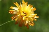 Calendula officinalis. Соцветие. Московская обл., дачный участок. 01.08.2007.