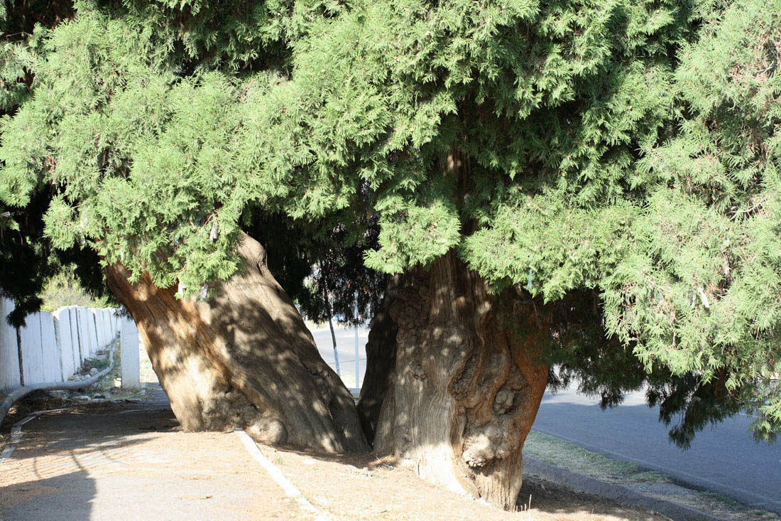 Деревья в ташкенте. Чинара Ходжикент. Дерево Чинара в Узбекистане. Чинар дерево в Узбекистане. Чинар дерево в Ходжикент.