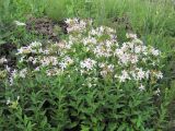 Saponaria officinalis