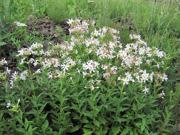 Изображение особи Saponaria officinalis.