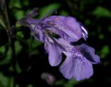 Nepeta sibirica