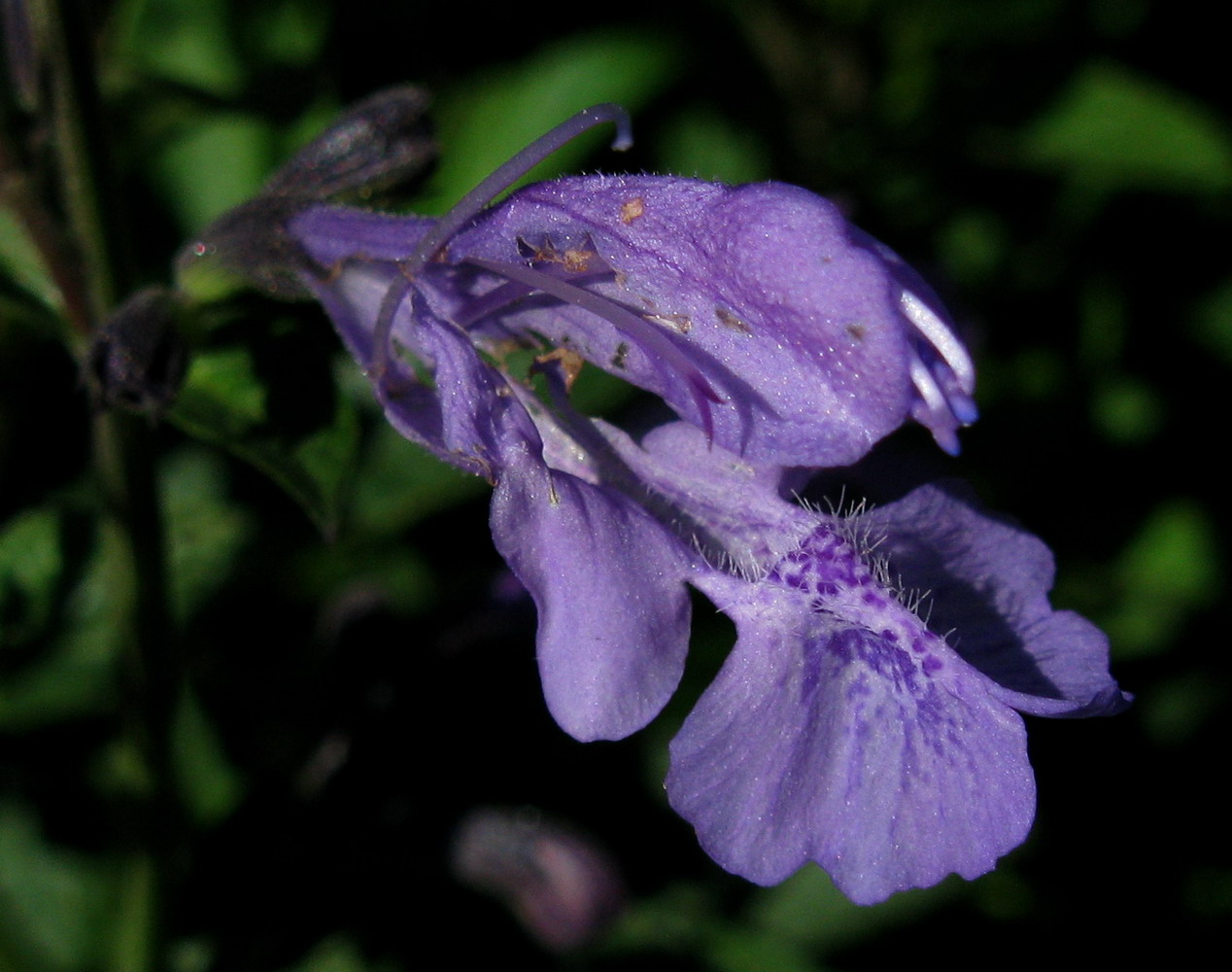 Image of Nepeta sibirica specimen.