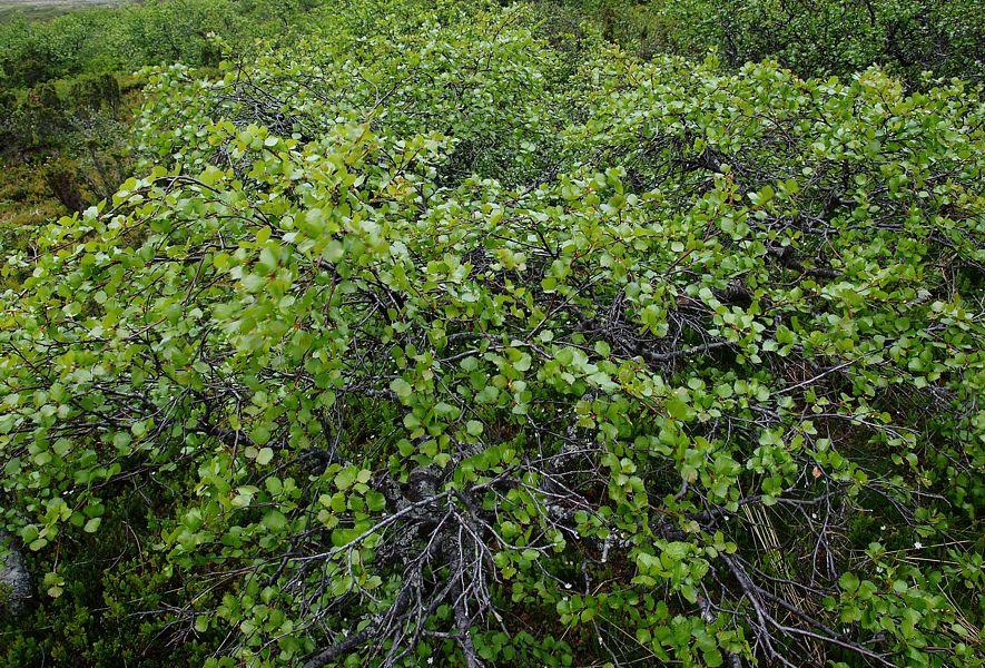 Image of Betula czerepanovii specimen.