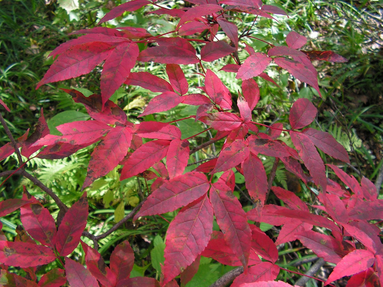 Image of Acer mandshuricum specimen.