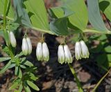 Polygonatum × hybridum. Часть побега с соцветиями. Московская обл., Раменский р-н, окр. дер. Хрипань, просека под ЛЭП. 27.05.2008.