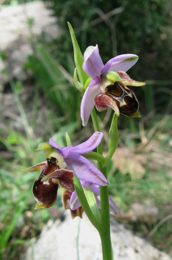 Изображение особи Ophrys oestrifera.