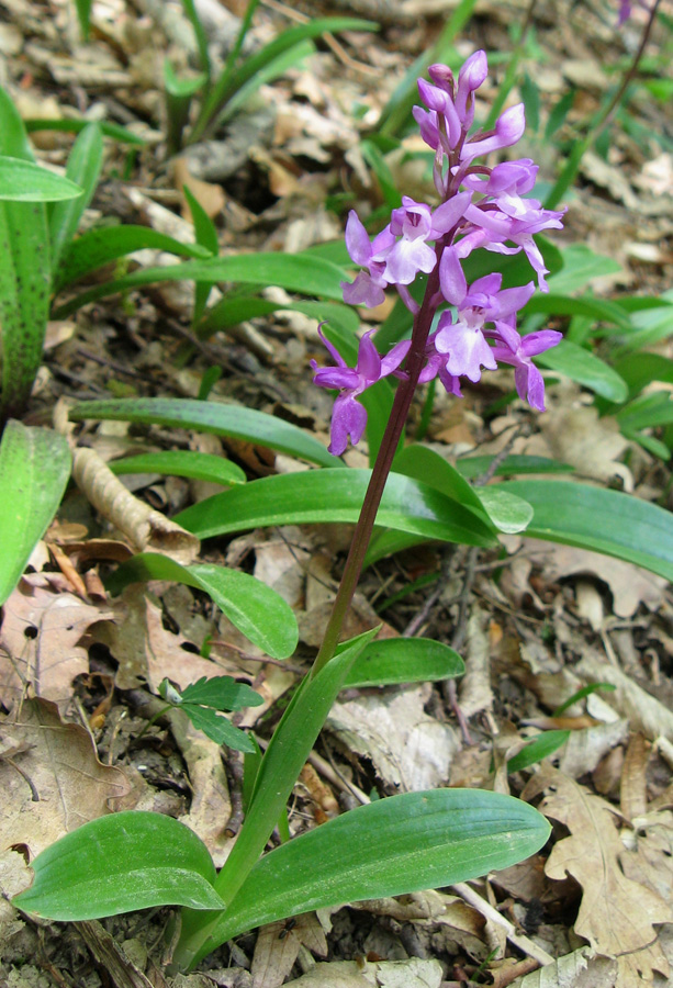 Изображение особи Orchis mascula.