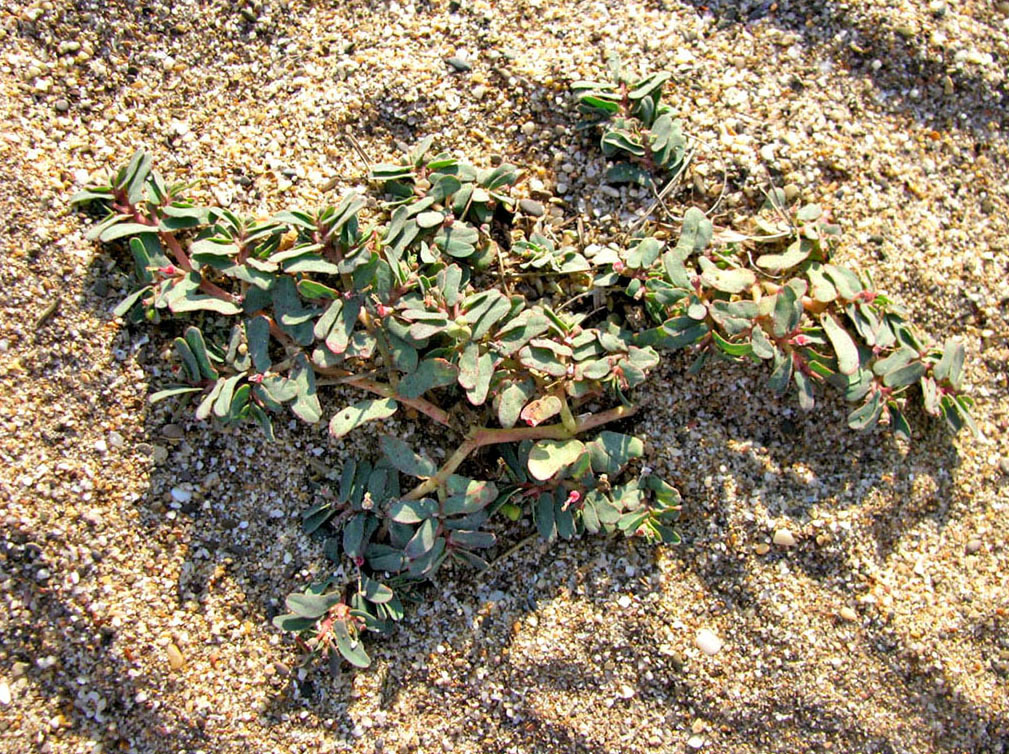 Image of Euphorbia peplis specimen.