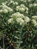 Cardaria draba. Верхушки цветущих растений. Саратовская обл., Саратовский р-н, остепнённый солончак. 19 мая 2012 г.