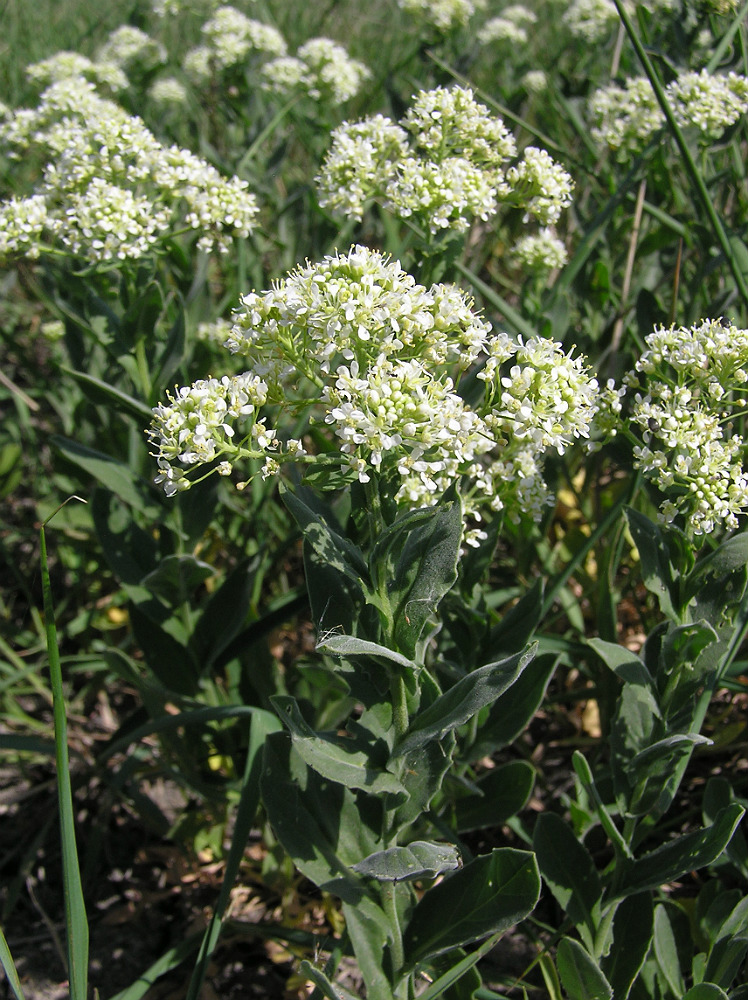 Изображение особи Cardaria draba.