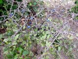 Prunus stepposa. Плодоносящий куст. Зап. Крым, г. Саки, территория детского оздоровительного лагеря \"Прибрежный\". 30.08.2011.