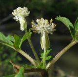 Anemone reflexa