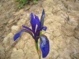 Iris sibirica