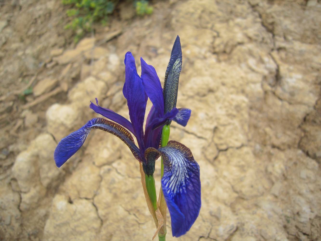 Изображение особи Iris sibirica.