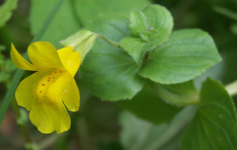 Изображение особи Mimulus guttatus.