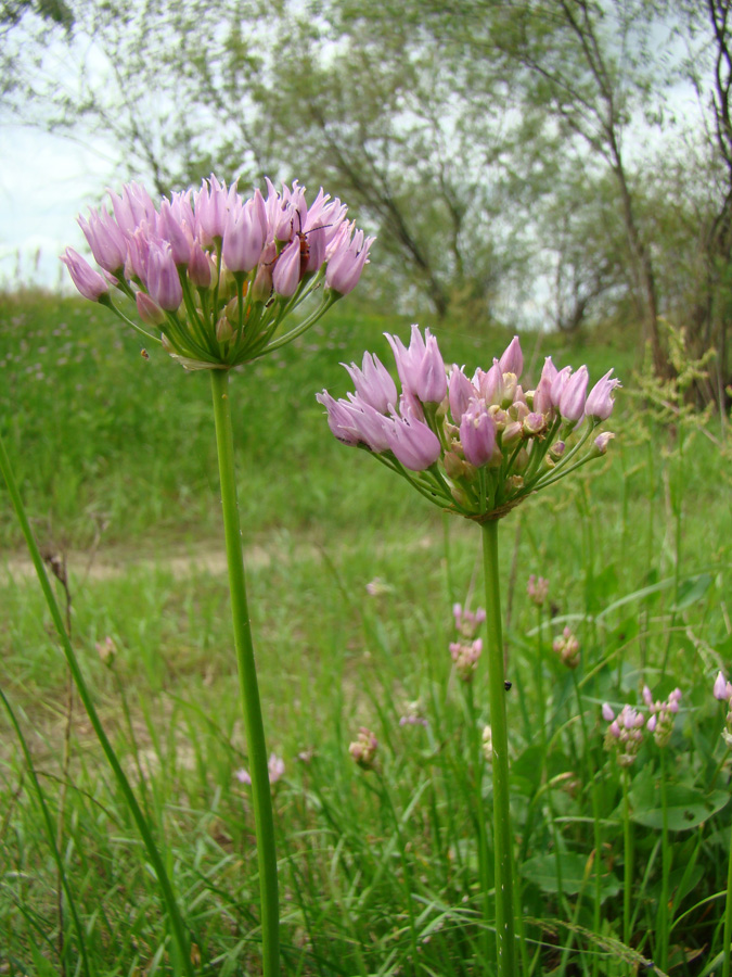 Изображение особи Allium angulosum.