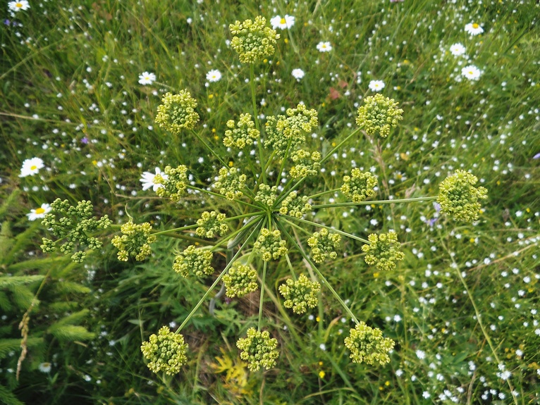 Изображение особи Heracleum sibiricum.