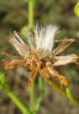 Senecio jacobaea. Соплодие. Крым, окр. Феодосии, Лисья бухта. 9 июля 2012 г.