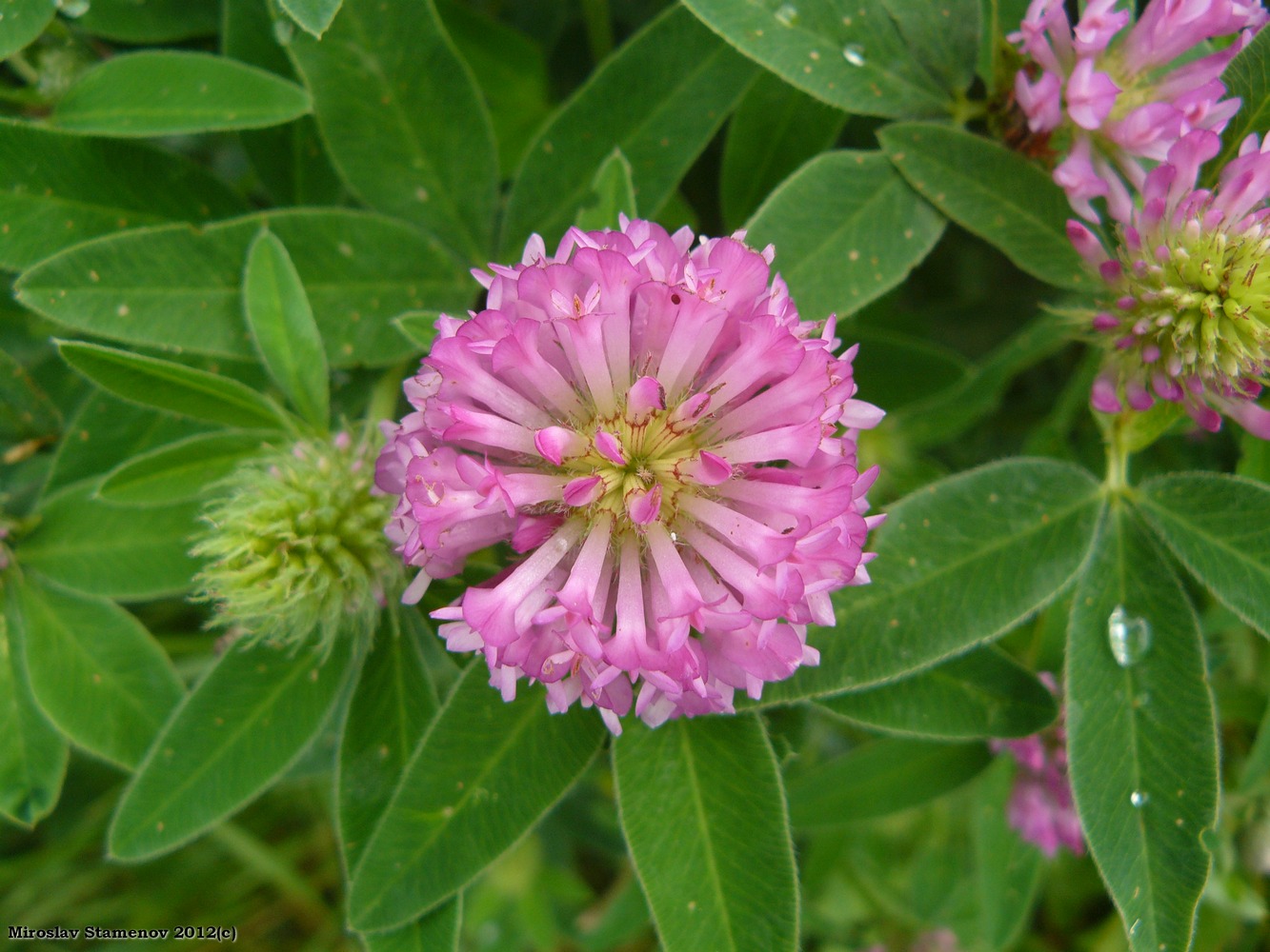 Image of Trifolium medium specimen.