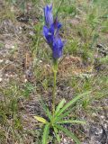 Gentiana decumbens