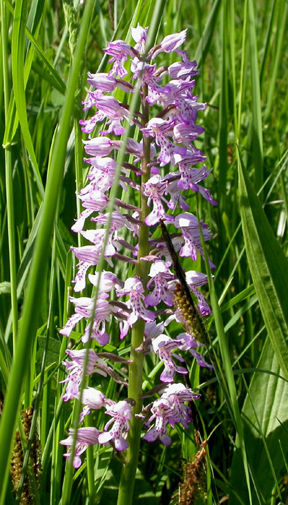 Изображение особи Orchis militaris.