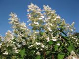 Hydrangea paniculata