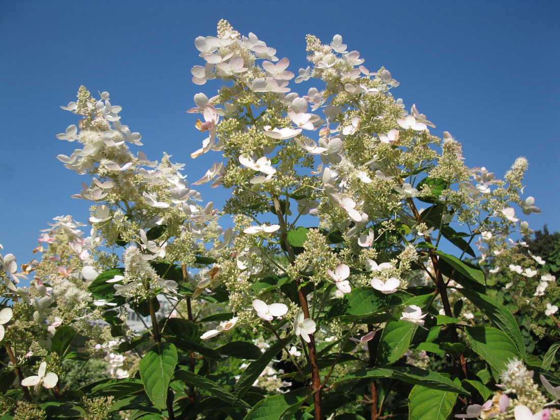 Image of Hydrangea paniculata specimen.