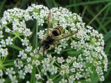 Sium latifolium