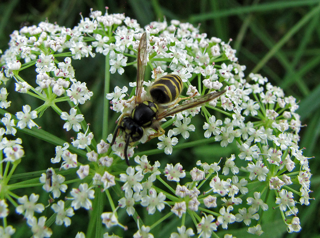 Изображение особи Sium latifolium.