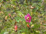 Rosa oxyodon