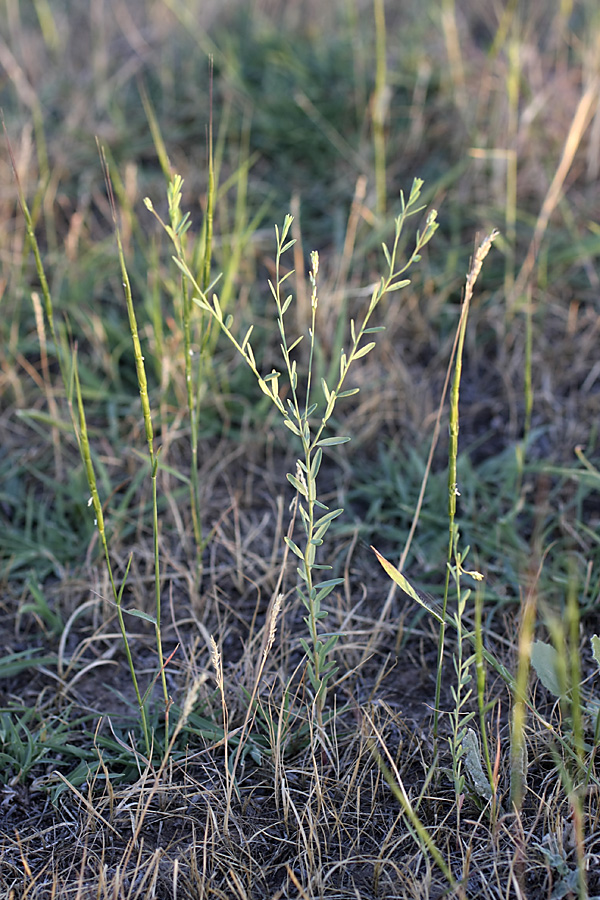 Изображение особи Diarthron vesiculosum.