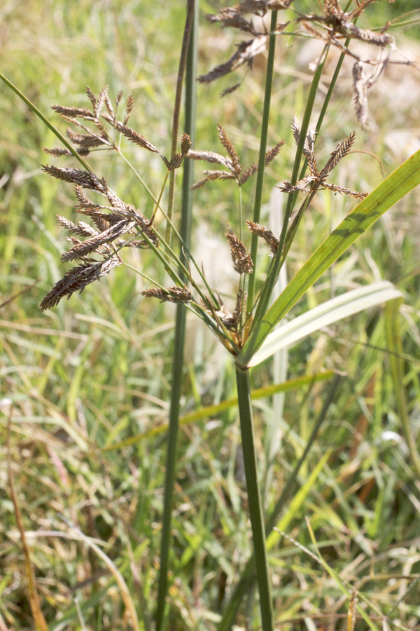 Image of Cyperus longus specimen.