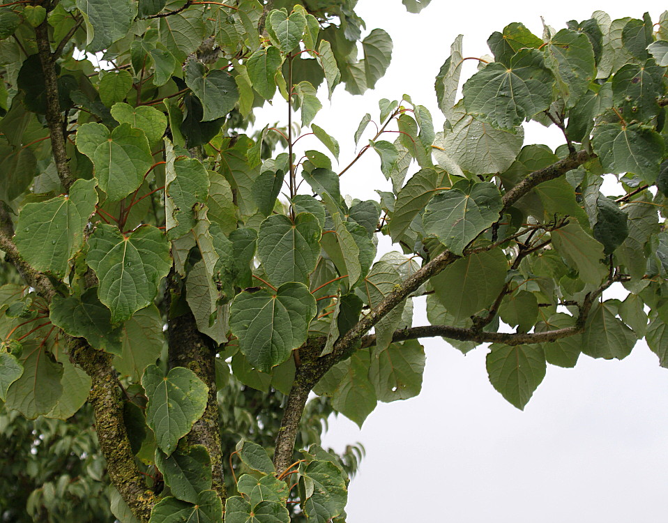 Image of Idesia polycarpa specimen.