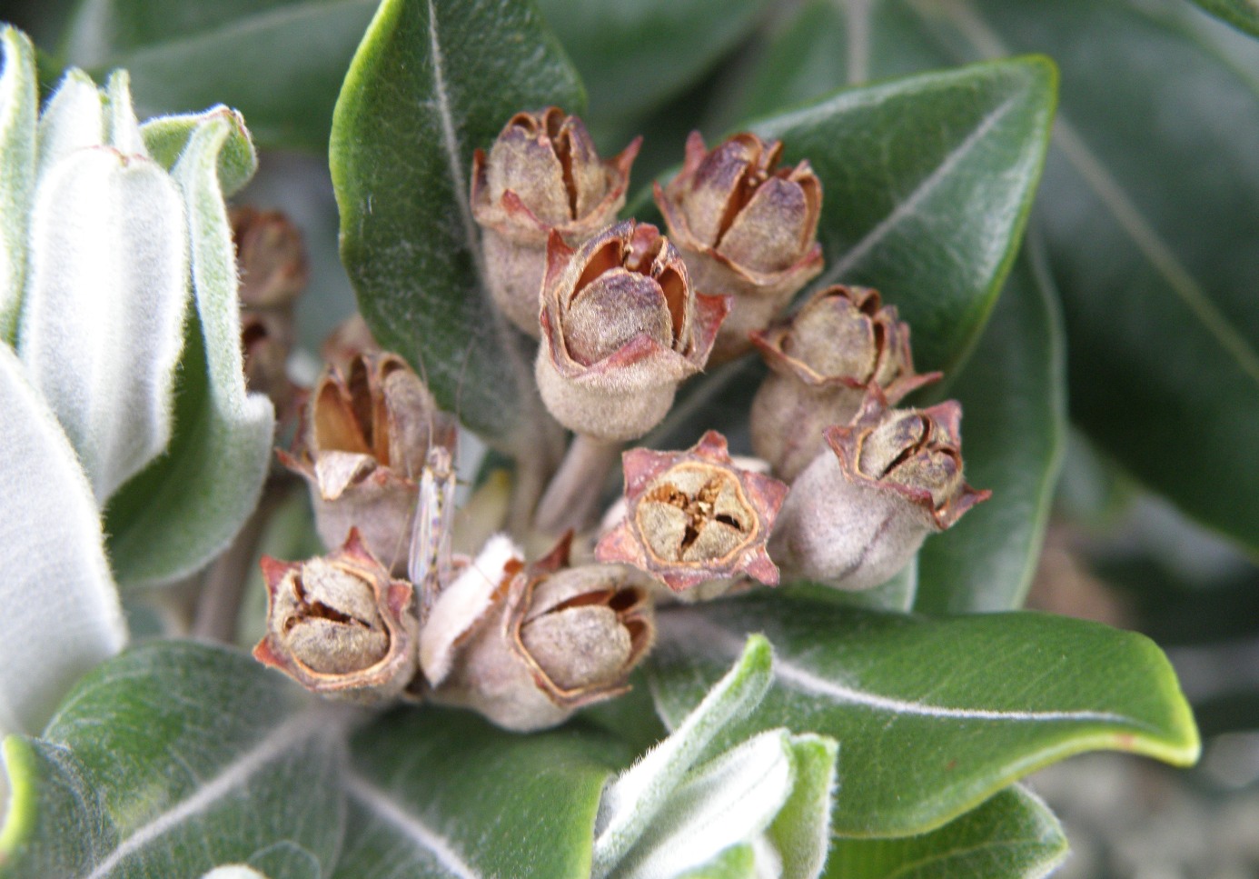 Image of genus Metrosideros specimen.