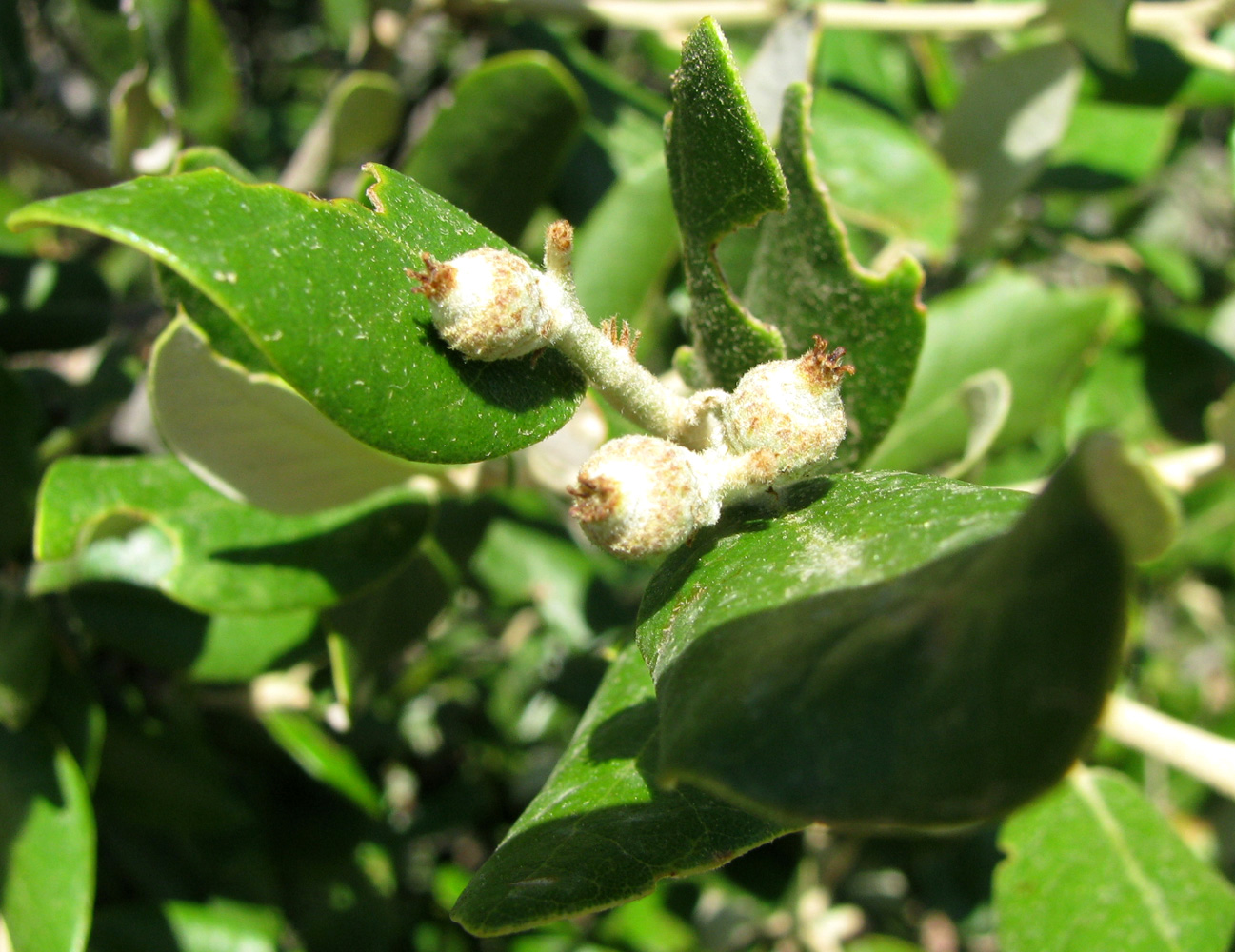 Изображение особи Quercus suber.