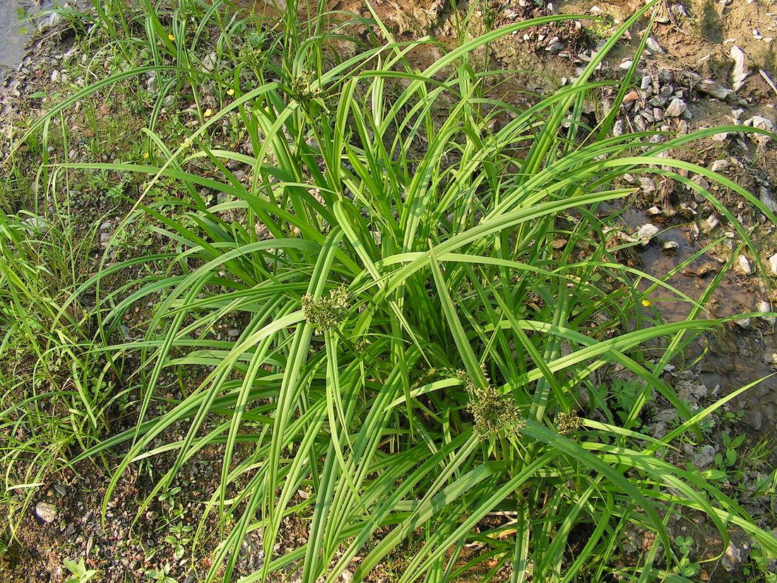 Изображение особи Scirpus orientalis.