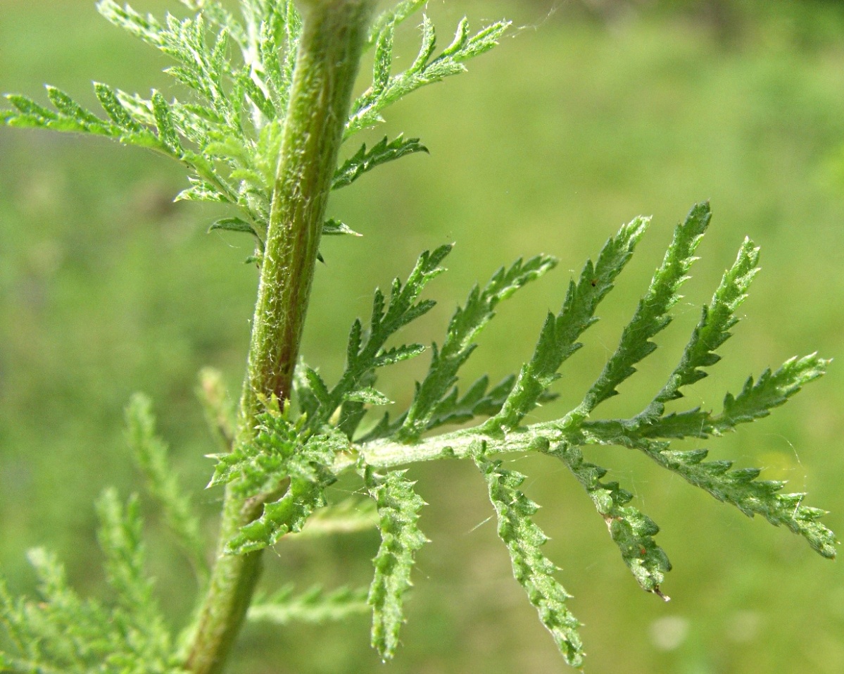 Image of Anthemis tinctoria specimen.