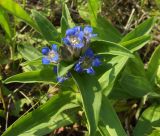 Gentiana cruciata