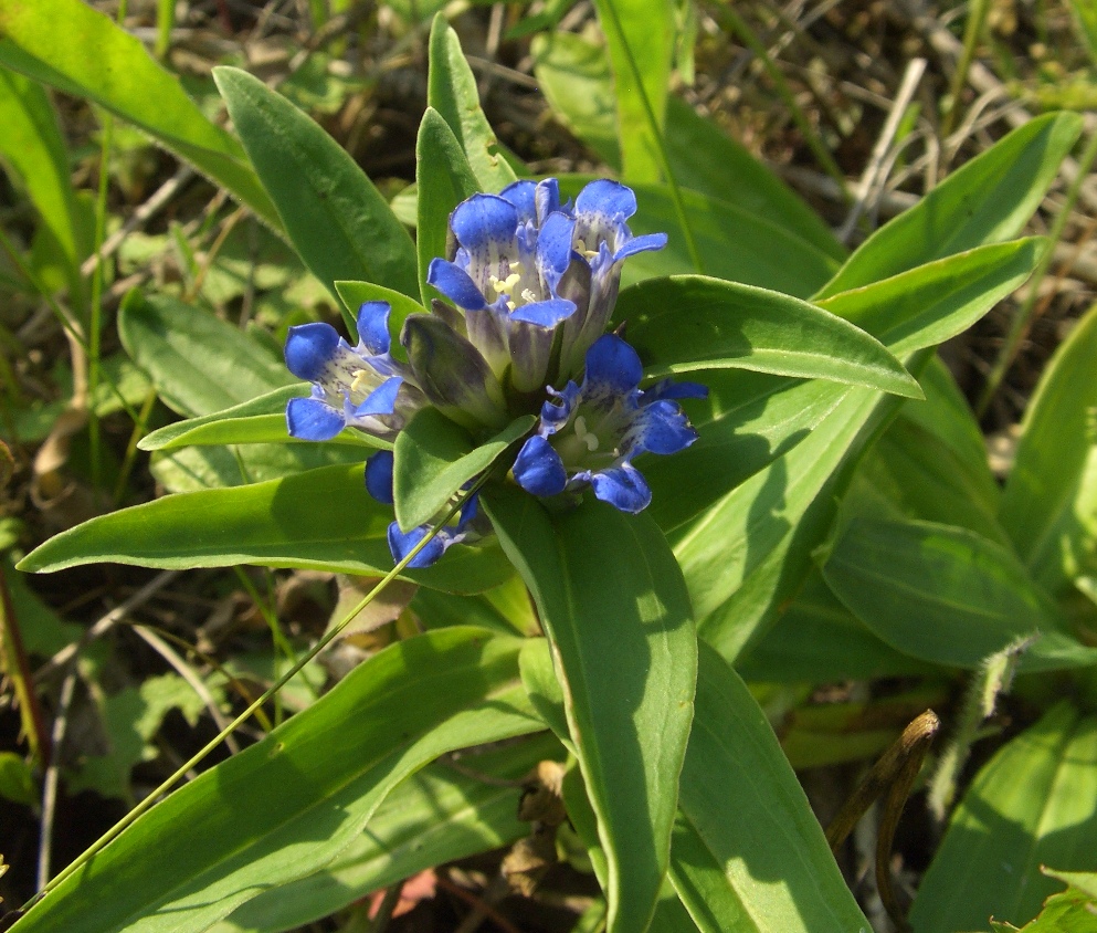 Изображение особи Gentiana cruciata.