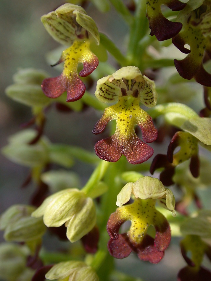 Изображение особи Orchis punctulata.