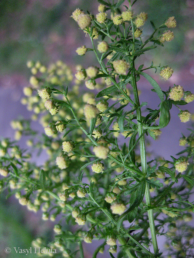 Изображение особи Artemisia annua.