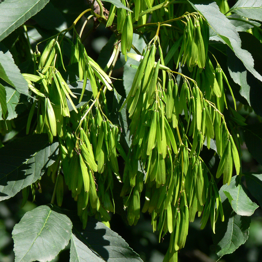 Image of genus Fraxinus specimen.